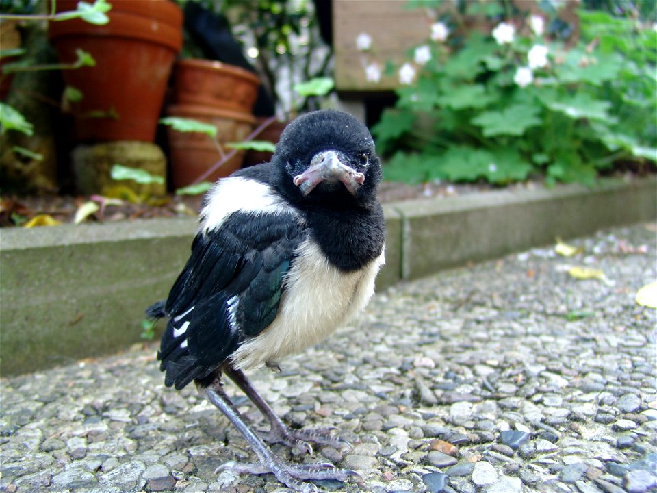 : A young magpie (Pica pica)