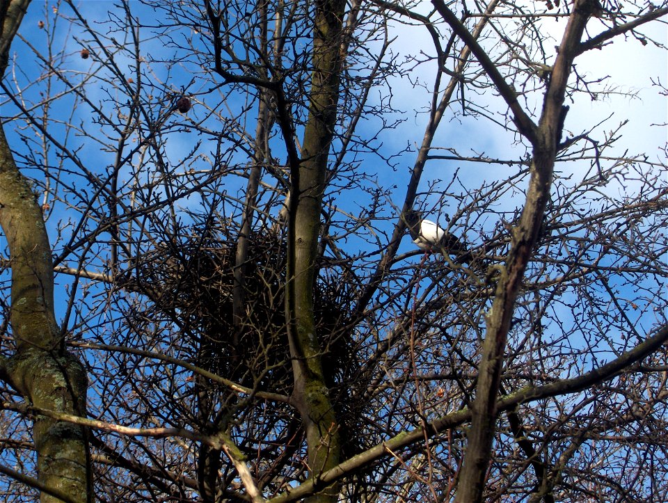 European Magpie (Pica pica in Latin) and European Magpie nest in Enskededalen in Stockholm. Photographed by me in spring 2008.