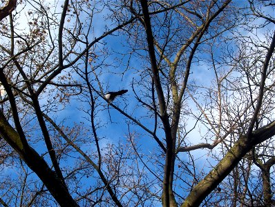 European Magpie (Pica pica in Latin) in Enskededalen in Stockholm. Photographed by me in spring 2008.