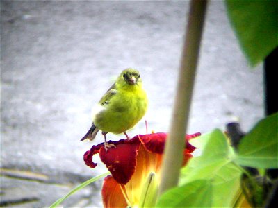 This is an image of a female American Goldfinch (Carduelis tristis) sitting on top of a red lily. photo