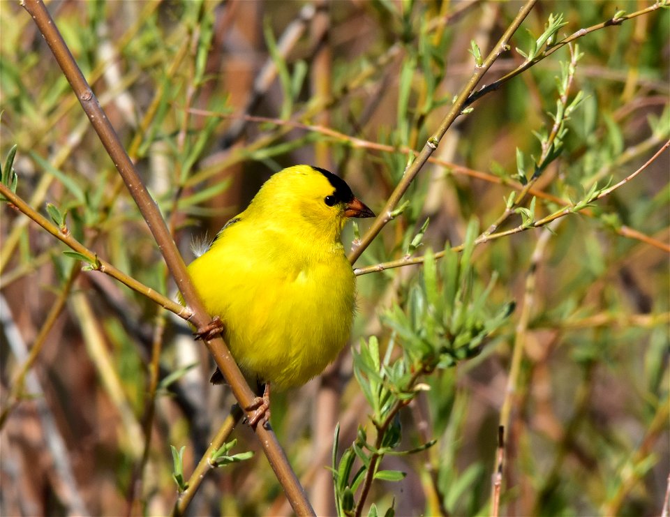 Photo: Tom Koerner/USFWS