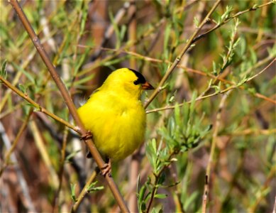 Photo: Tom Koerner/USFWS photo