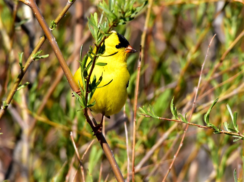 Photo: Tom Koerner/USFWS