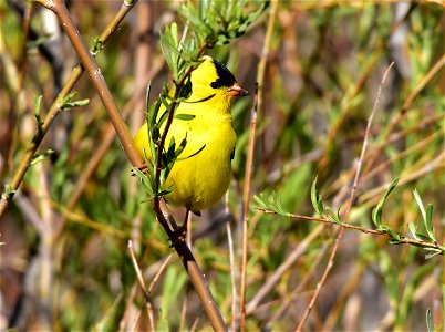 Photo: Tom Koerner/USFWS