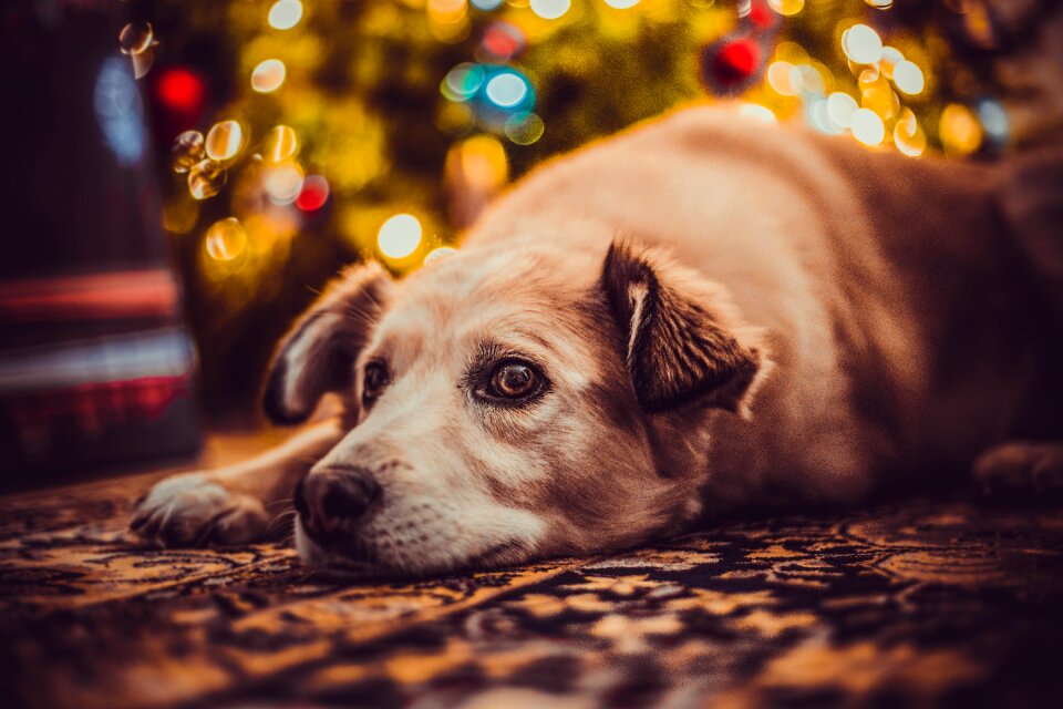 Doggy the lights bokeh