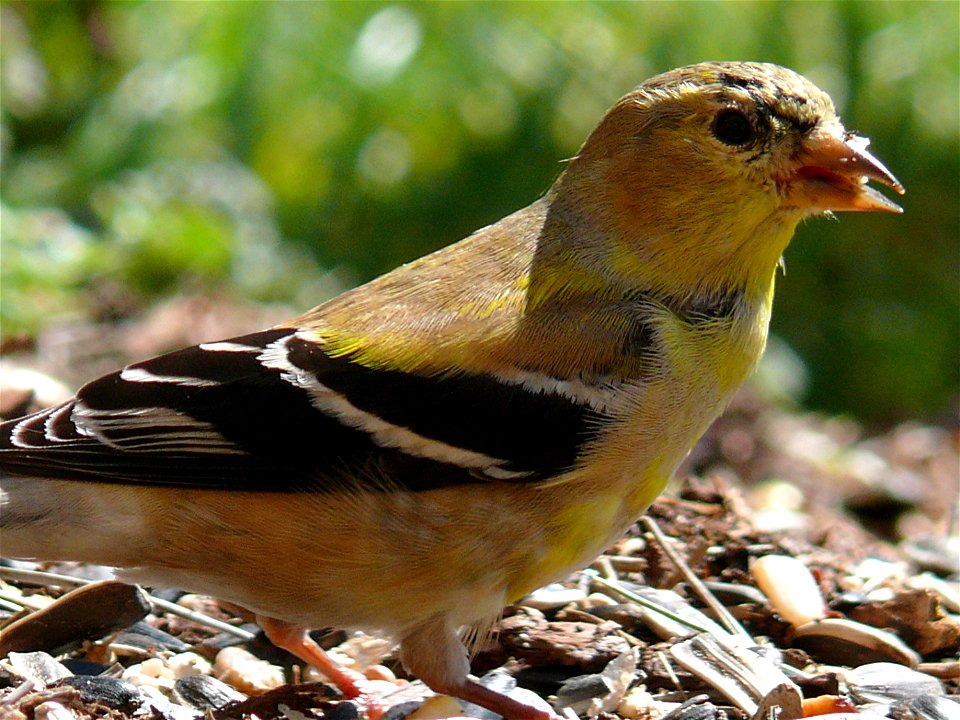 In the spring, American Goldfinches (Carduelis tristis) are losing the flat, drab colors of their winter plumage, and are beginning to grow the brilliant yellow feathers they will wear into breeding s