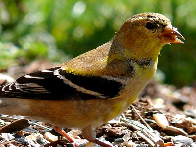 In the spring, American Goldfinches (Carduelis tristis) are losing the flat, drab colors of their winter plumage, and are beginning to grow the brilliant yellow feathers they will wear into breeding s photo