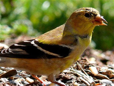 In the spring, American Goldfinches (Carduelis tristis) are losing the flat, drab colors of their winter plumage, and are beginning to grow the brilliant yellow feathers they will wear into breeding s