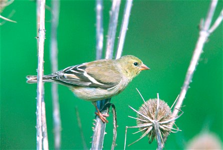 Carduelis tristis photo