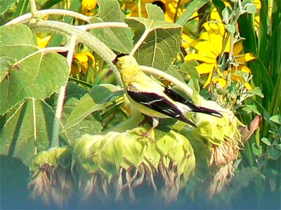 Goldfinch at Cape May National Wildlife Refuge. Credit: Laura Perlick / USFWS photo