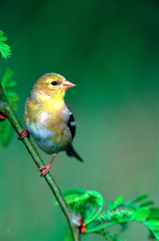 Goldfinch