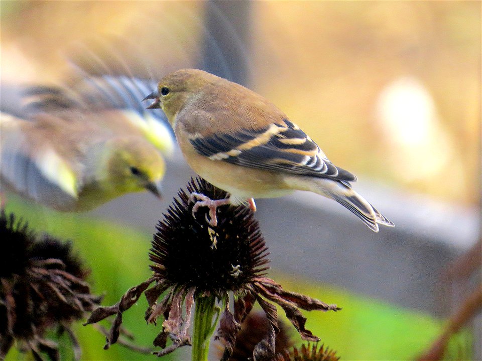 American goldfinches on echinacea seedhead, Bozeman, Montana. October 2013.