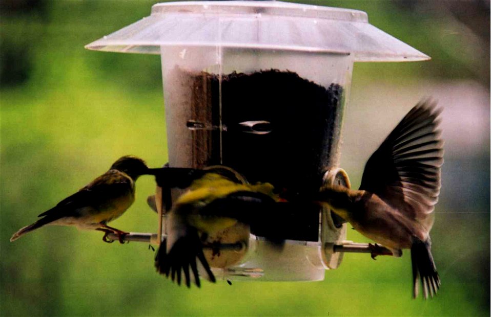 American Goldfinch faceoff
