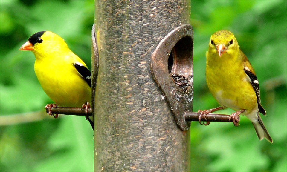 Male (left) and female (right) American Goldfinches (Carduelis tristis) at a thistle feeder.Photo taken with a Panasonic Lumix DMC-FZ50 in Johnston County, North Carolina, USA. photo