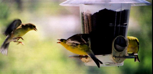 American Goldfinch landing