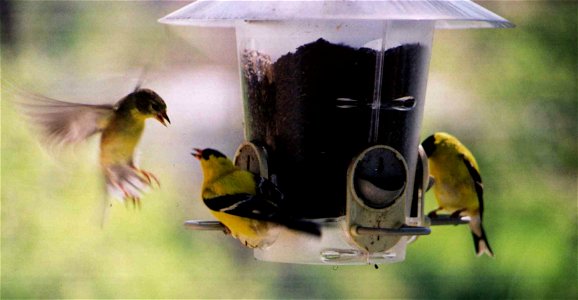 Goldfinch landing photo