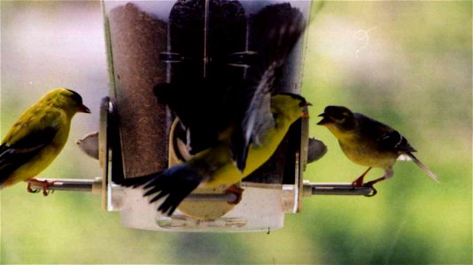 American Goldfinch attack photo