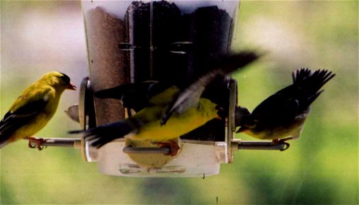 American Goldfinch attack sequence photo