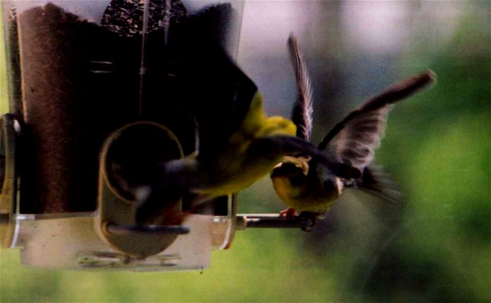 American Goldfinch attack sequence