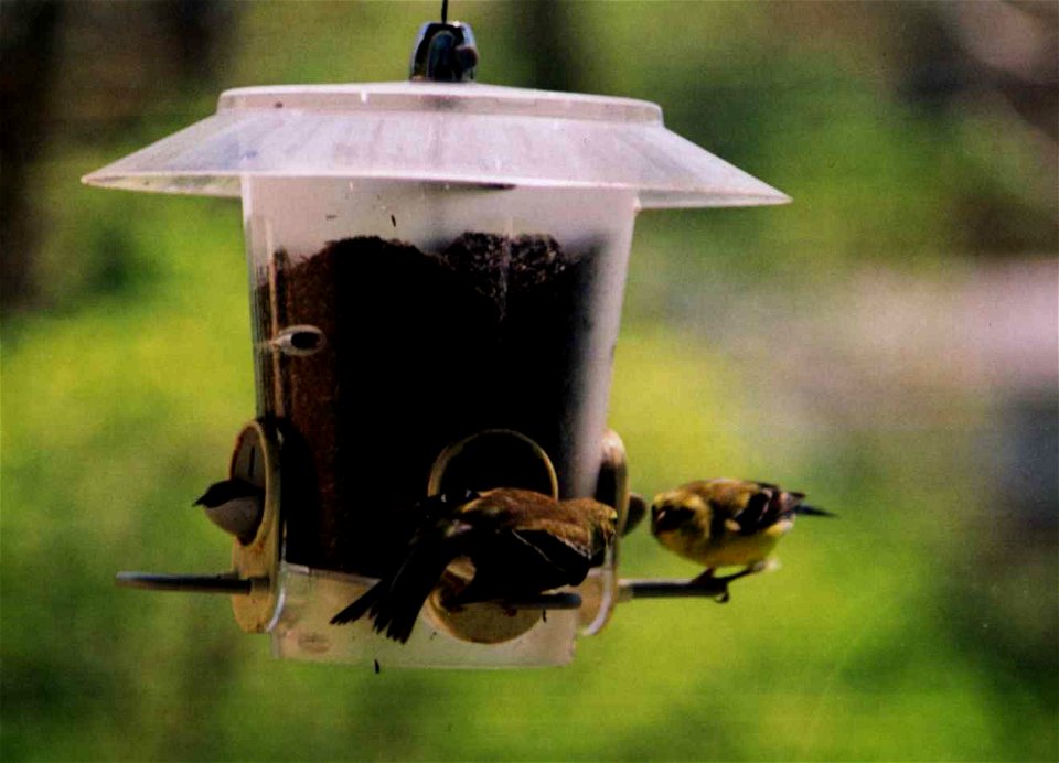 American Goldfinch facing off