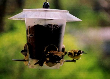 American Goldfinch facing off