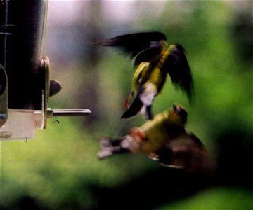 American Goldfinch attack sequence photo