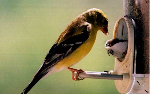 Female American Goldfinch photo