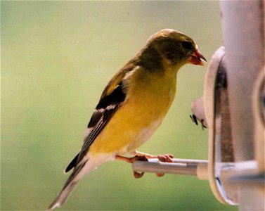Female American Goldfinch photo