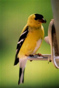 Male Goldfinch Carduelis tristis