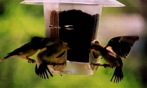 Goldfinch at feeder photo