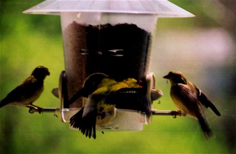 Goldfinch at feeder photo