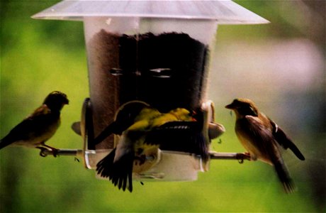 Goldfinch at feeder