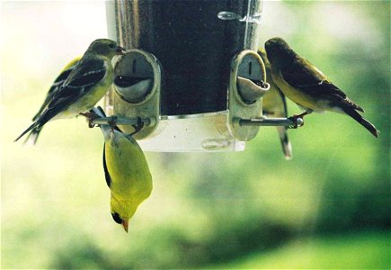 Male and Female American Gold Finches at a feeder