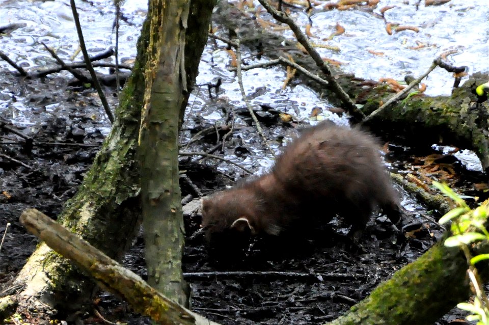 Zoogdier aangetroffen in de Blauwe Kamer