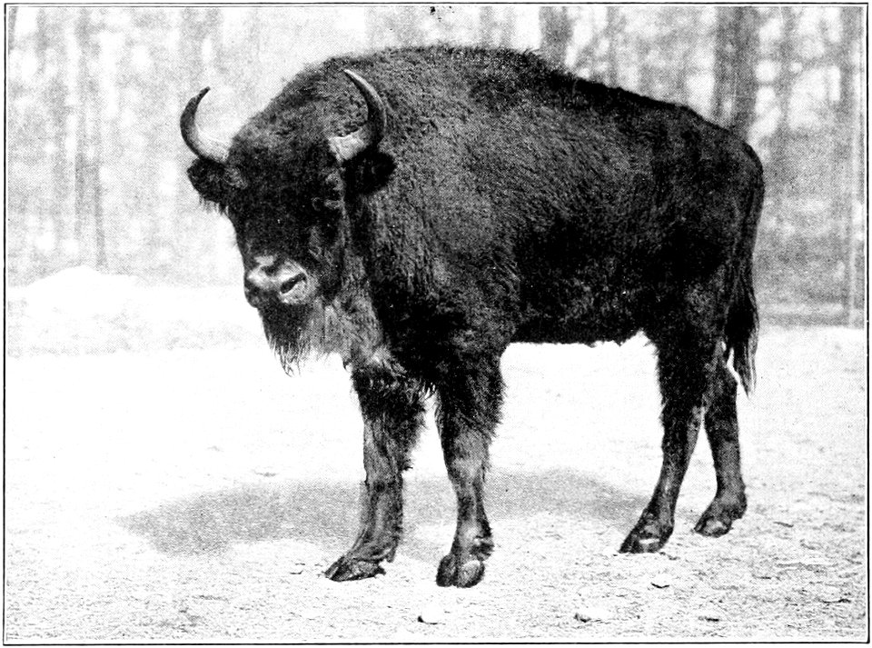 Fig. 61.—Upper figure, European Bison (Bison bonasus).