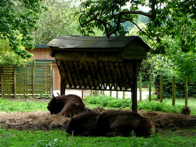 Bison bonasus (Wisent) in Howletts Wild Animal Park, Kent, England.