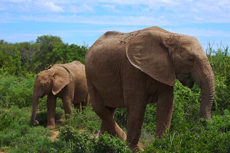 Animal addo national