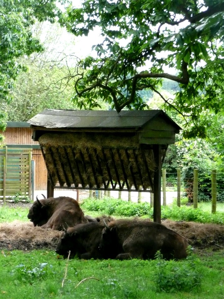 Bison bonasus (Wisent) in Howletts Wild Animal Park, Kent, England.