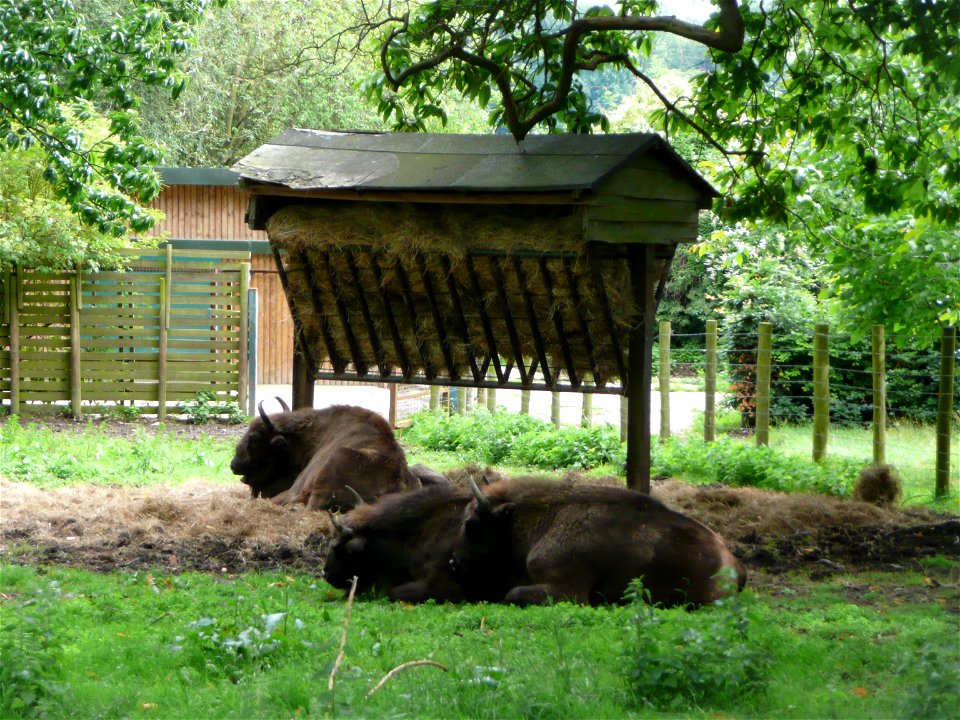 Bison bonasus (Wisent) in Howletts Wild Animal Park, Kent, England.