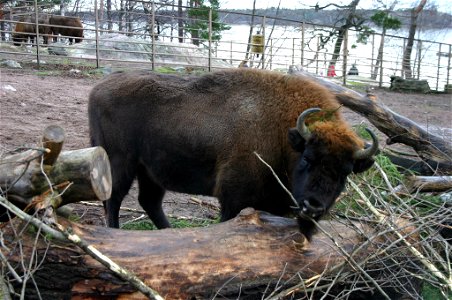 Зубр в зоопарке Коркеасаари