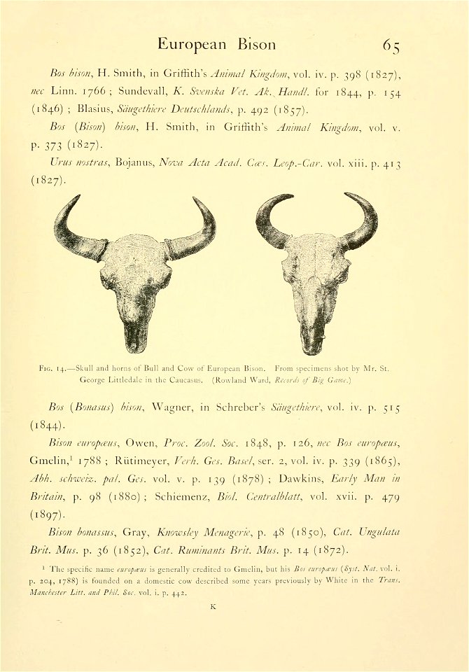 65 
European Bison 
... 
Fig. 14.—Skull and horns of Bull and Cow of European Bison. From specimens shot by Mr. St. George Littledale in the Caucasus. (Rowland Ward, "Records of Big Game.") 

...
