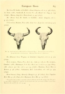 65 
European Bison 
... 
Fig. 14.—Skull and horns of Bull and Cow of European Bison. From specimens shot by Mr. St. George Littledale in the Caucasus. (Rowland Ward, "Records of Big Game.") 

...