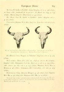 65 European Bison ... Fig. 14.—Skull and horns of Bull and Cow of European Bison. From specimens shot by Mr. St. George Littledale in the Caucasus. (Rowland Ward, "Records of Big Game.") ... photo