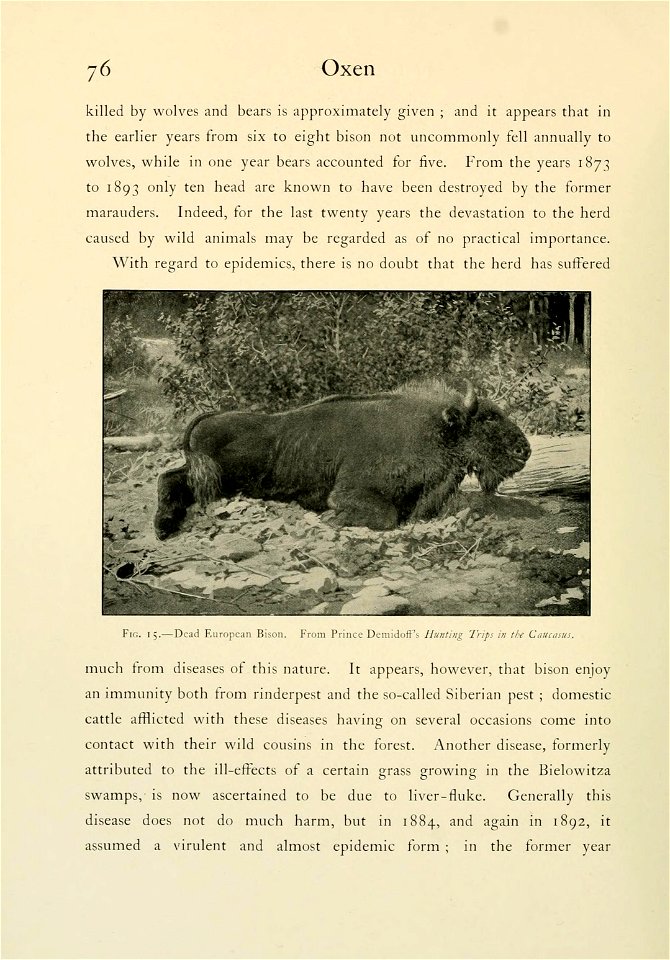 76 
Oxen 
... 
Fig. 15.—Dead European Bison. From Prince Demidoff's "Hunting Trips in the Caucasus." 

...