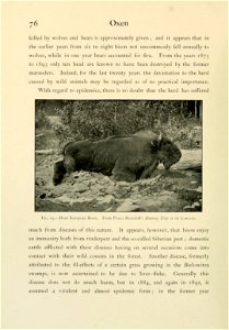 76 Oxen ... Fig. 15.—Dead European Bison. From Prince Demidoff's "Hunting Trips in the Caucasus." ... photo