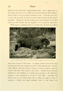 76 
Oxen 
... 
Fig. 15.—Dead European Bison. From Prince Demidoff's "Hunting Trips in the Caucasus." 

...