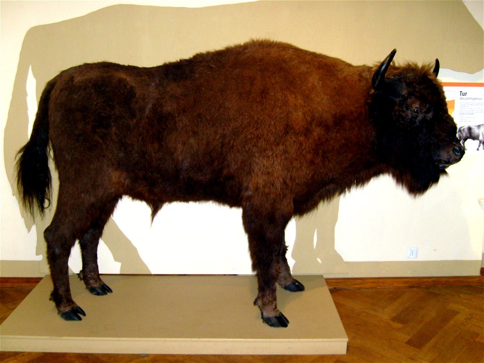 Wisent or European Bison (Bison bonasus) - one of the Kwidzyn castle (in Poland) nature exhibition items.