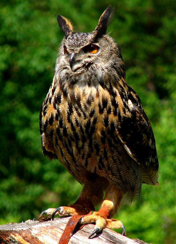 A Eurasian Eagle Owl (Bubo bubo). Photo taken during a show with birds of prey at  Kolmården Zoo, Norrköping, Sweden.
