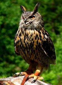 A Eurasian Eagle Owl (Bubo bubo). Photo taken during a show with birds of prey at Kolmården Zoo, Norrköping, Sweden. photo