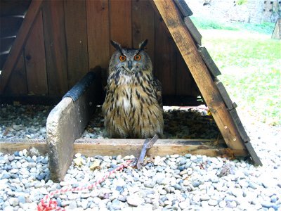 Hibou Grand Duc (Bubo bubo)du Chateau de Arlay dans le Jura (France) photo